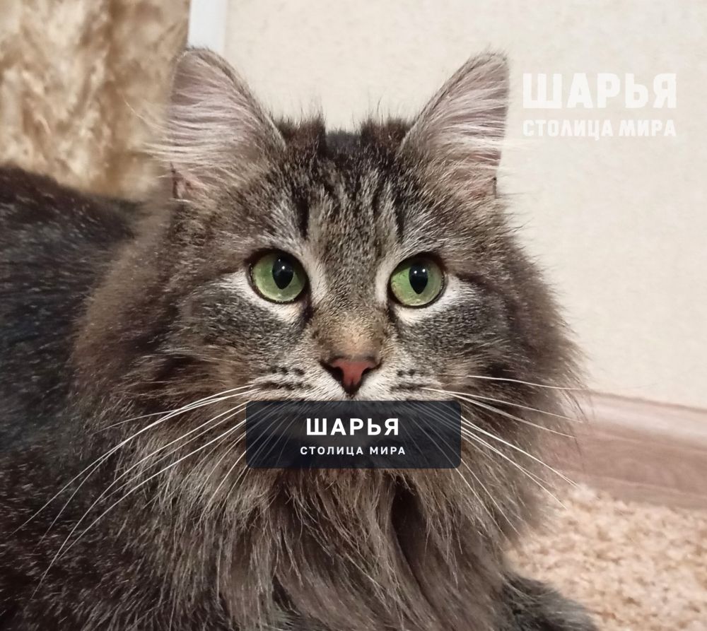 Ищем чуткого хозяина для шикарной кошечки Шурочки! — Шарья — фото 2
