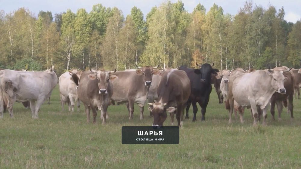 Животноводы получат 37 миллионов из регионального кошелька — Шарья