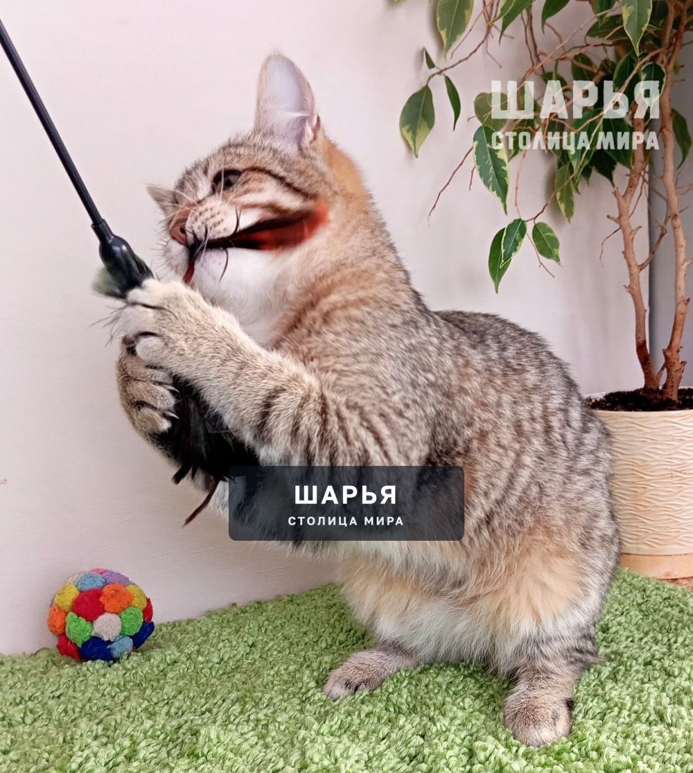 Знакомьтесь, это Тотошка! — Шарья — фото 7
