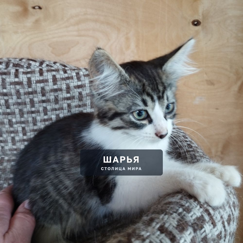 Котёнок-бездомыш ищет дом!! — Шарья — фото 4