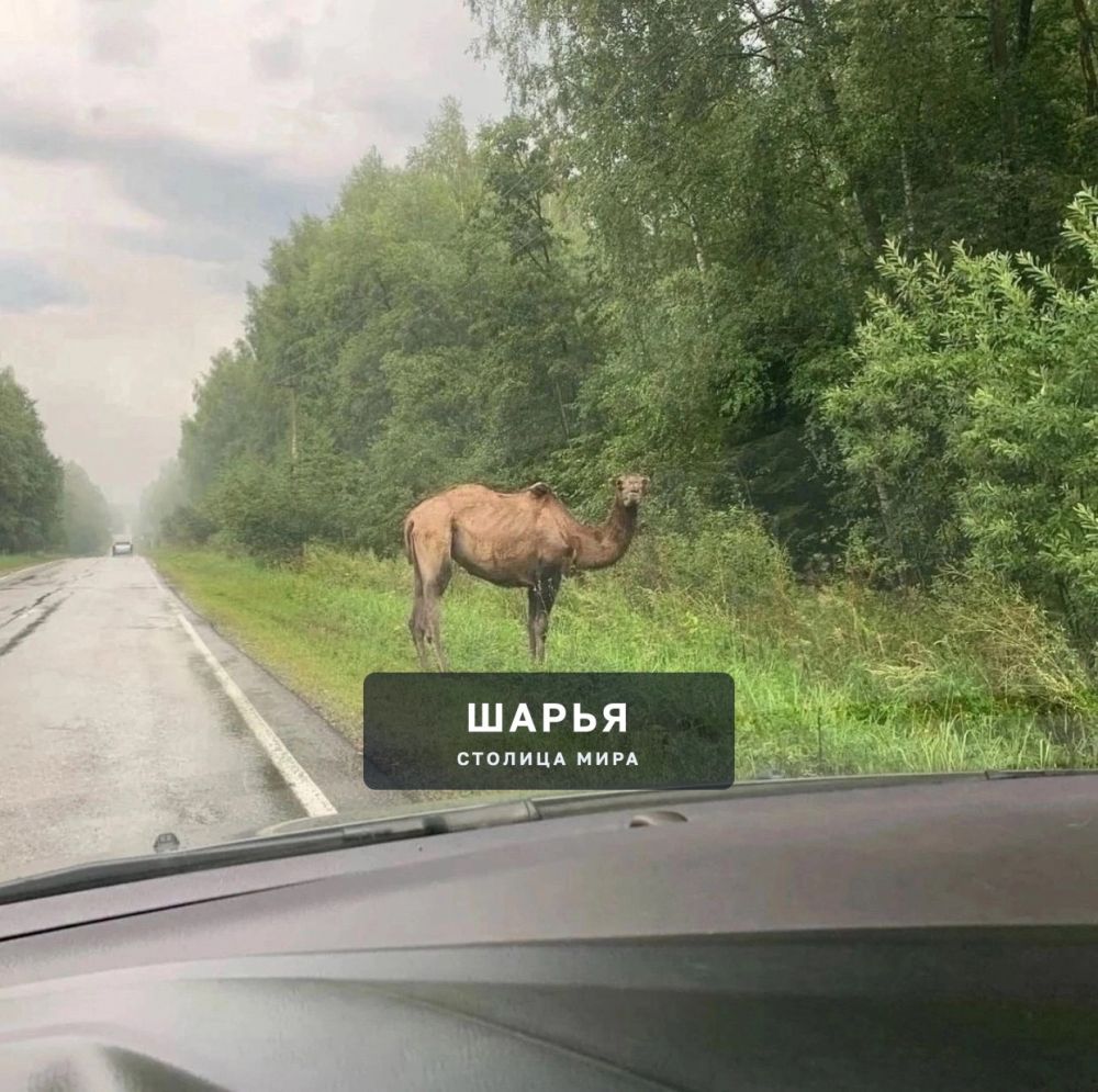 В Пыщугском районе был замечен верблюд — Шарья