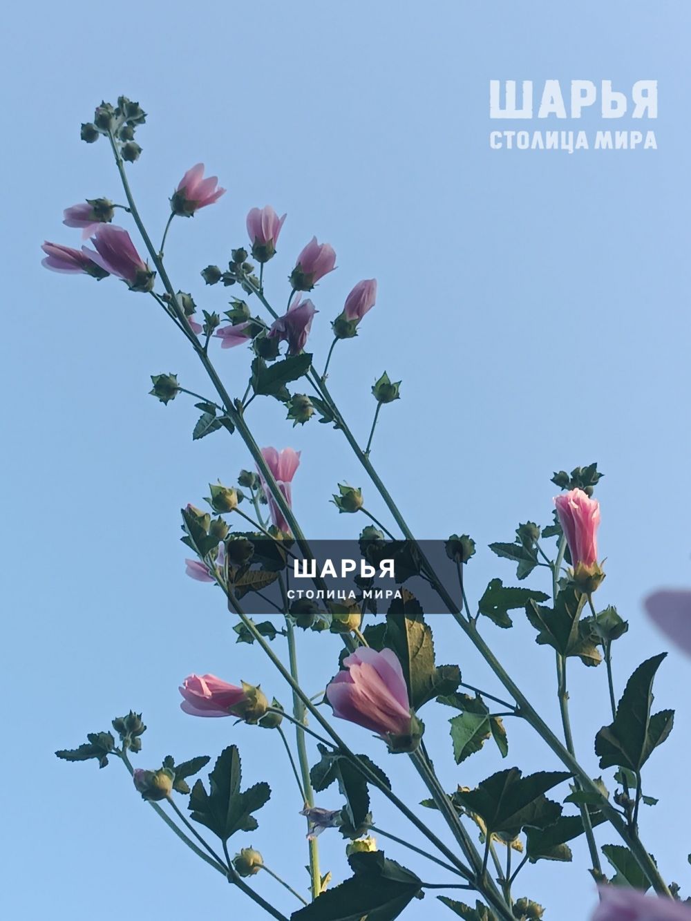 Новость из Шарьи — Шарья — фото 4