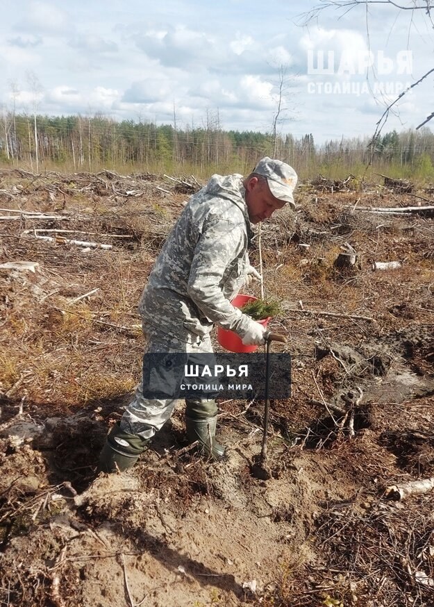 В Шарьинском лесничестве прошла традиционная акция «Сад Памяти» — Шарья — фото 3