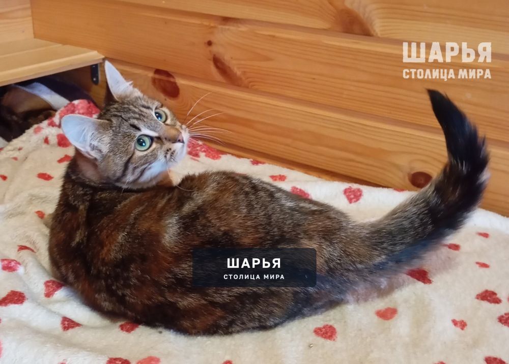 Молодая кошечка Лизонька — Шарья — фото 2