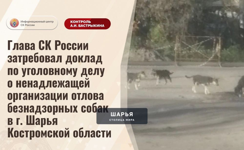 Глава СК России затребовал доклад по уголовному делу о ненадлежащей организации отлова… — Шарья