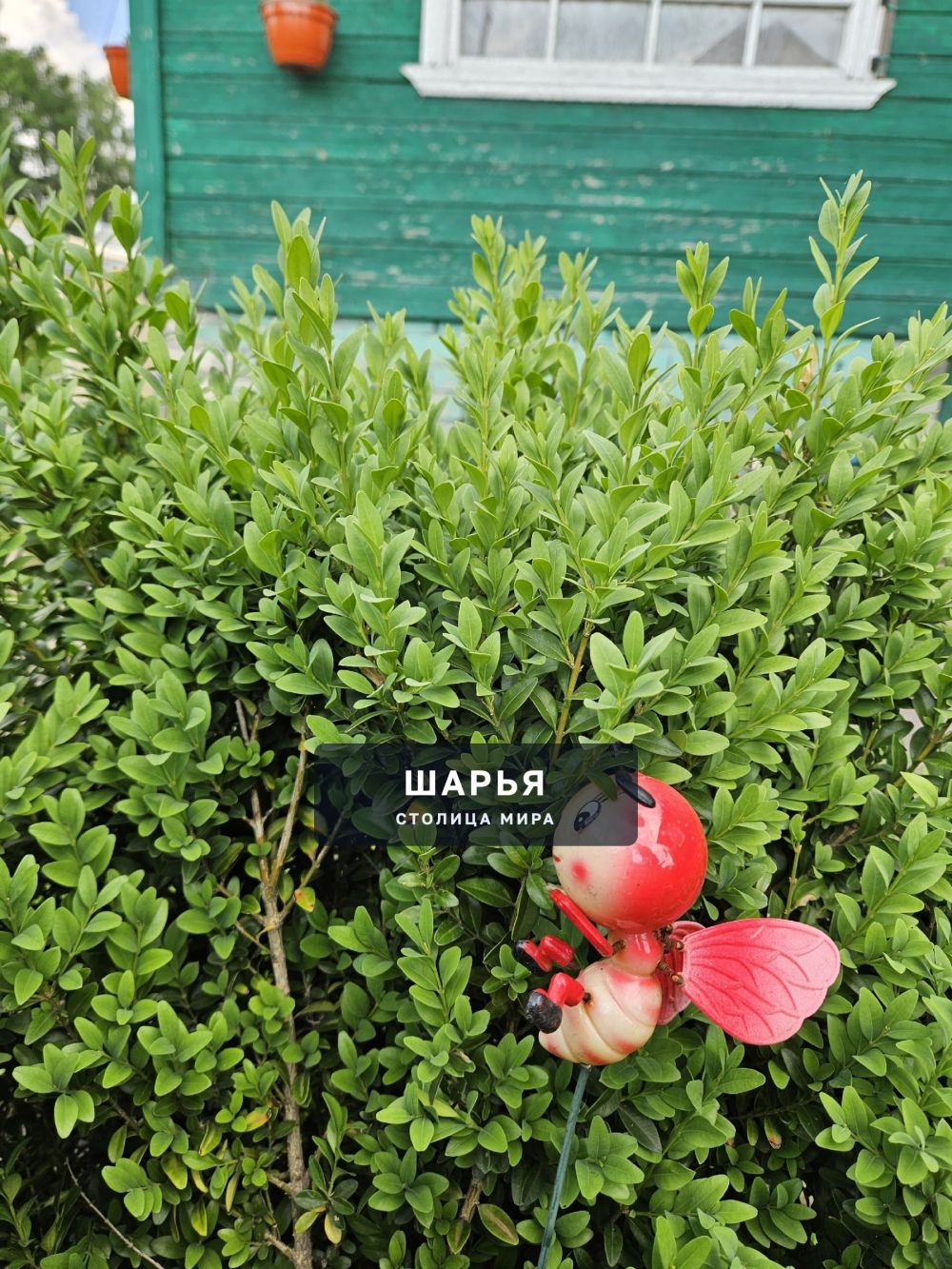 Самшит купили вместе с домом — Шарья