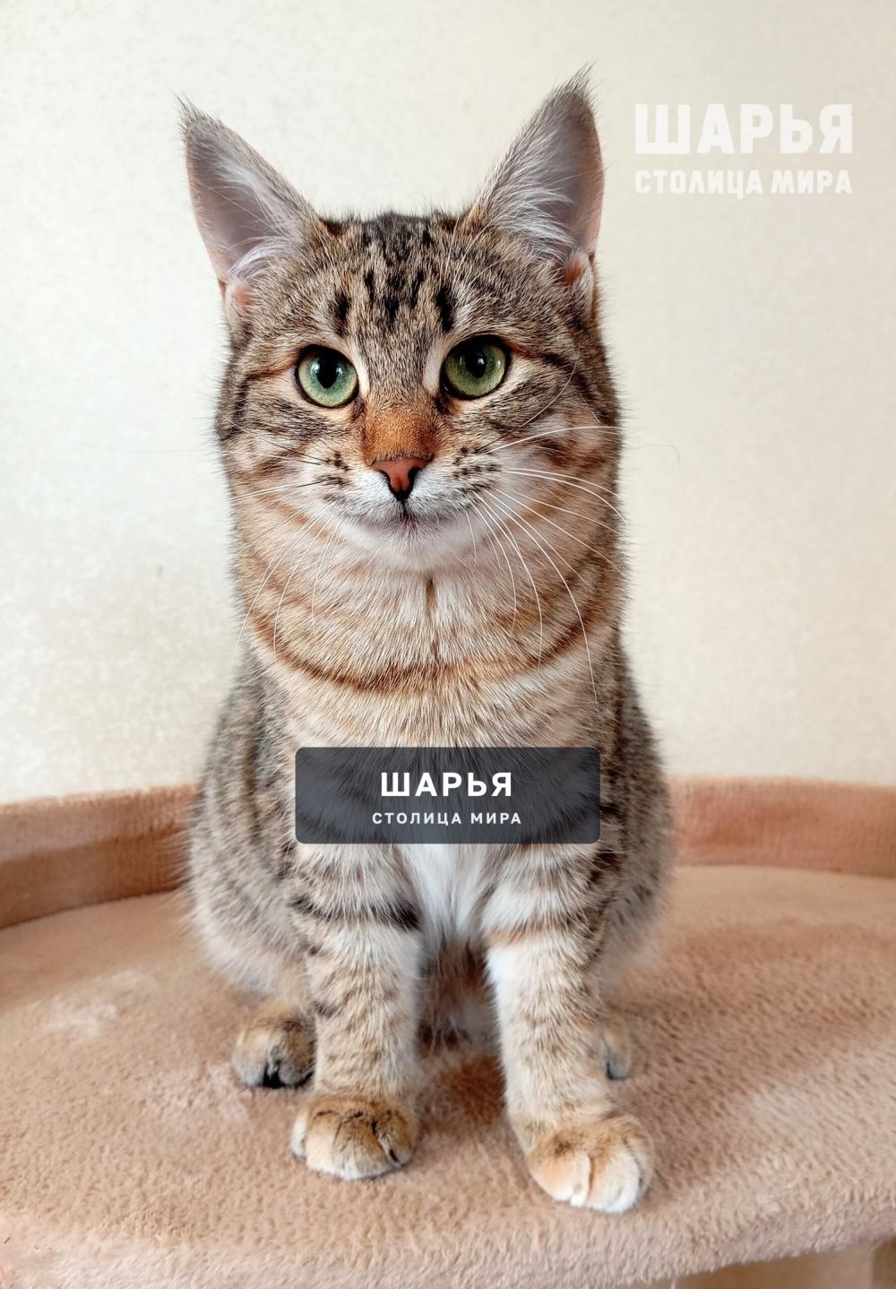 Маленькая кошечка Диночка! — Шарья — фото 1