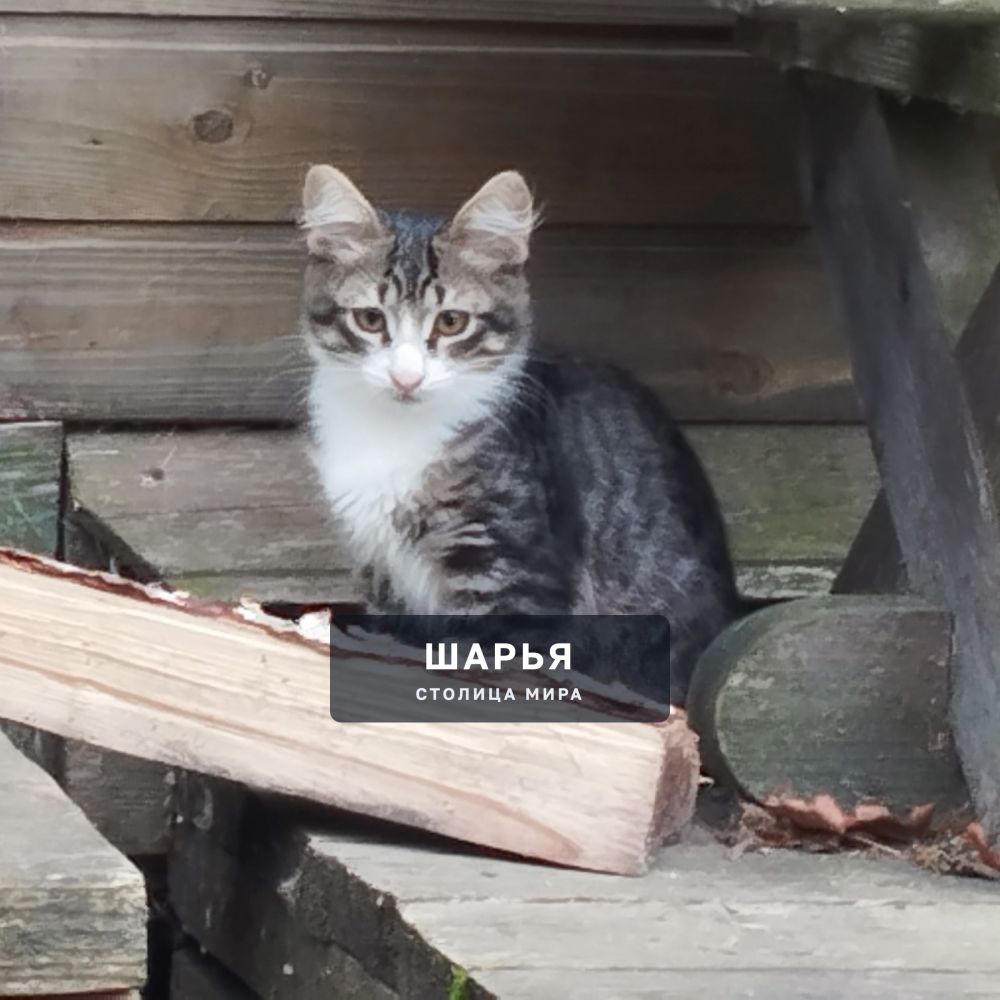 Красивый котёнок, котик, для доброго человека, для счастья — Шарья — фото 9