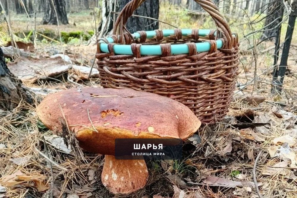 Боровики в Костромской области — сезон завершают с полными корзинами — Шарья