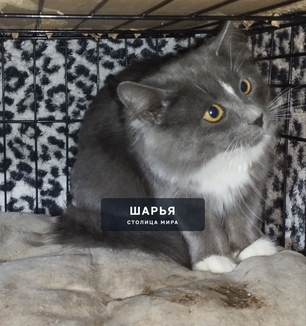 Кошечка Серафима ищет дом и добрые ласковые руки — Шарья — фото 1