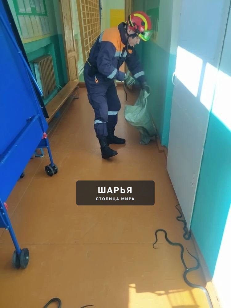 Компания ужей обосновалась в административном здании в Костромской деревне: 19 марта жители… — Шарья — фото 2