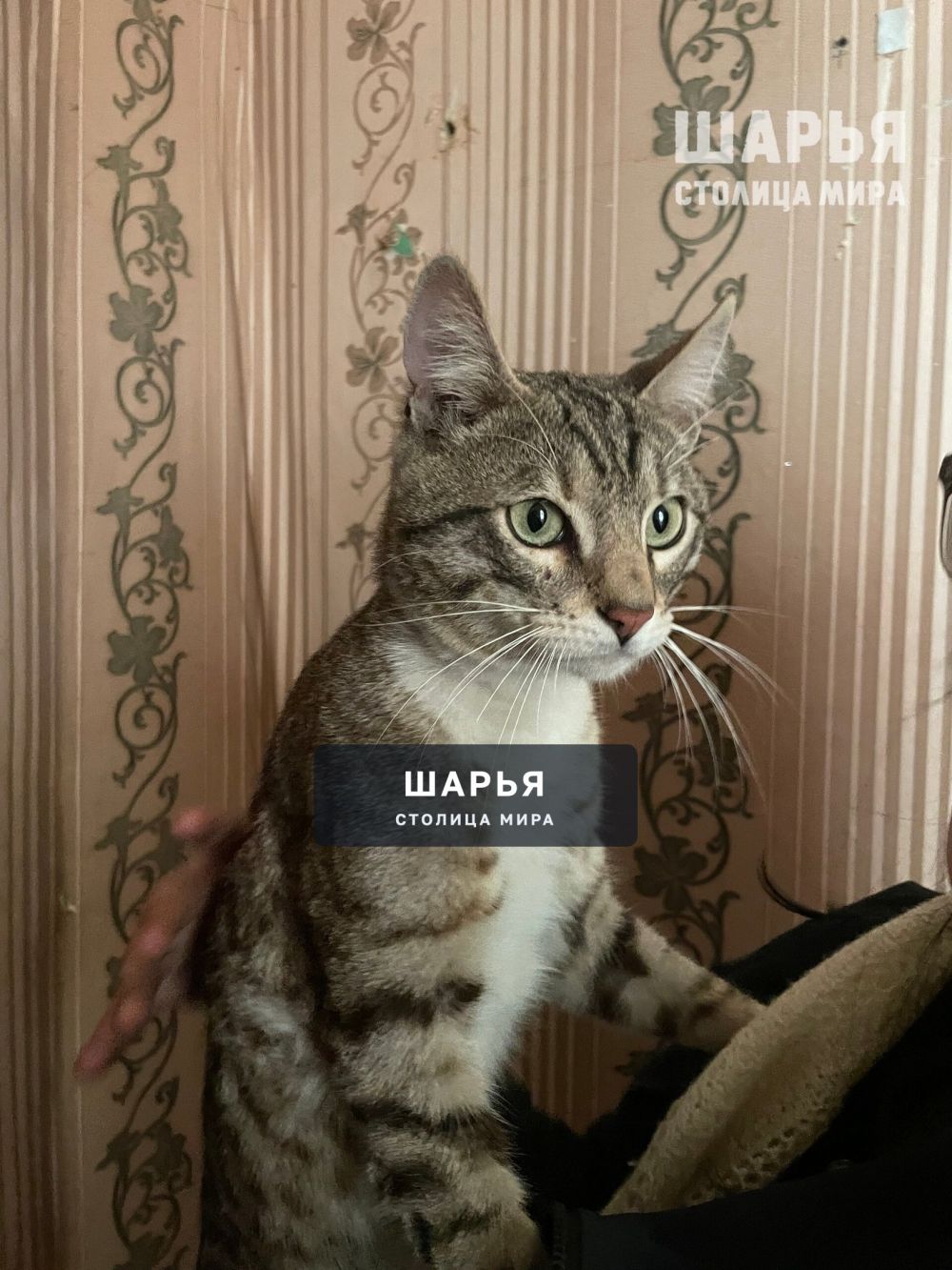 Найден кот,бегал по дороге около тропы здоровья, видно что домашний — Шарья