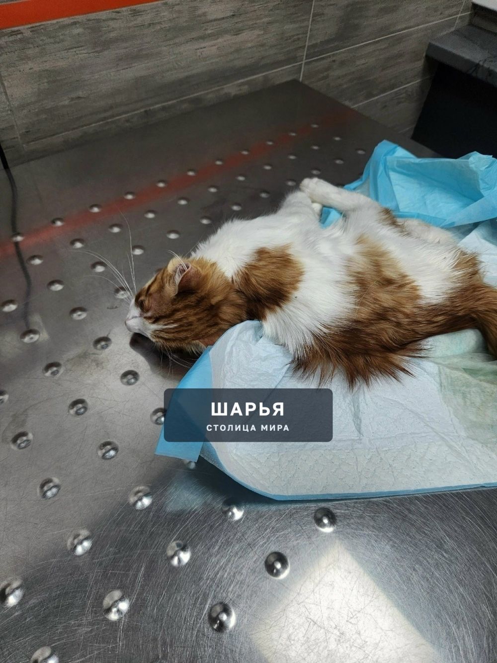 В Костромской области неравнодушные люди ведут борьбу за котенка Лёнечку — Шарья — фото 1