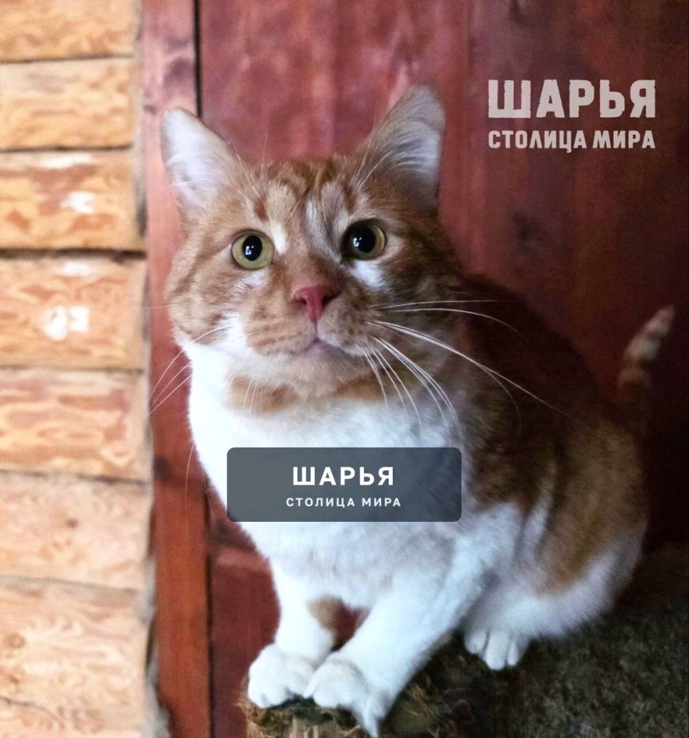 Кот Рыженос в поисках хорошего хозяина! — Шарья — фото 6