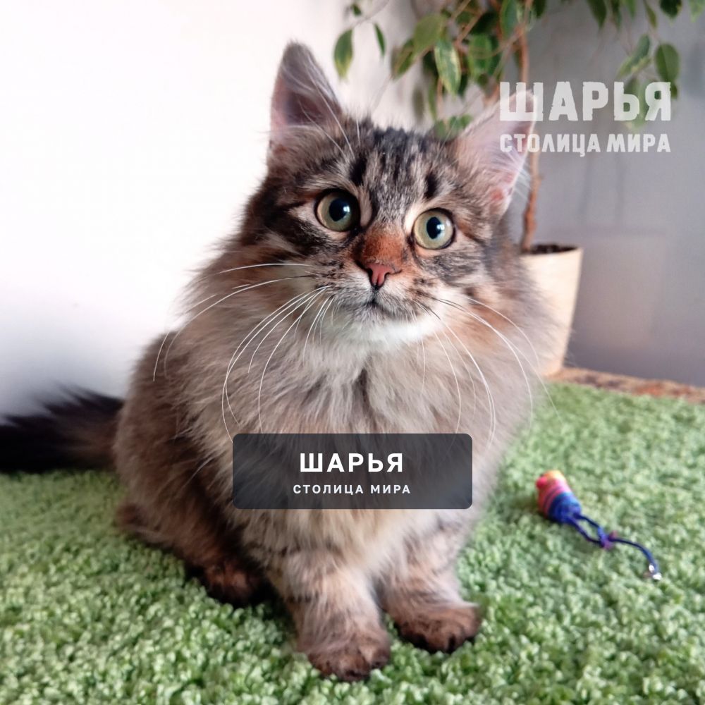 Знакомьтесь, котик Ерофей, Ерошенька, Ерошка! — Шарья — фото 7