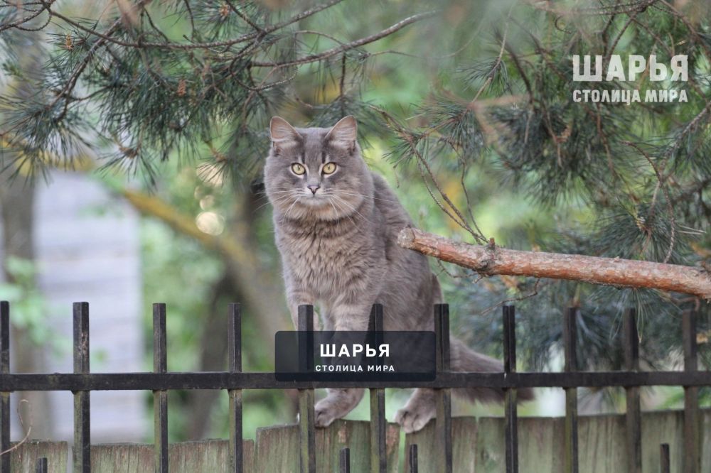Осень не сдает свои позиции — Шарья