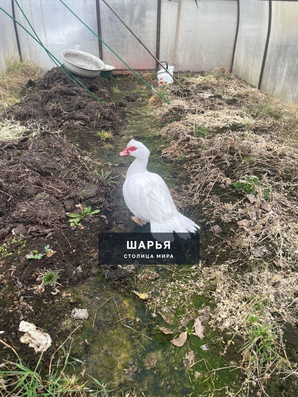 Кто потерял утку? — Шарья