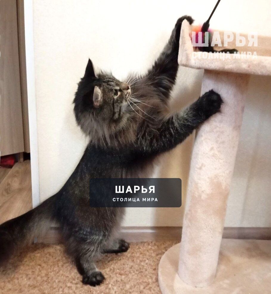 Кошечка Шура. Фенотип сибирской породы — Шарья — фото 9