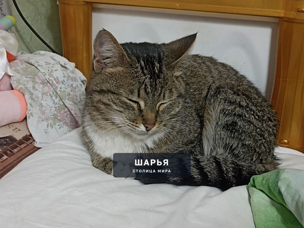 Кошка МУРКА очень хочет домой! — Шарья