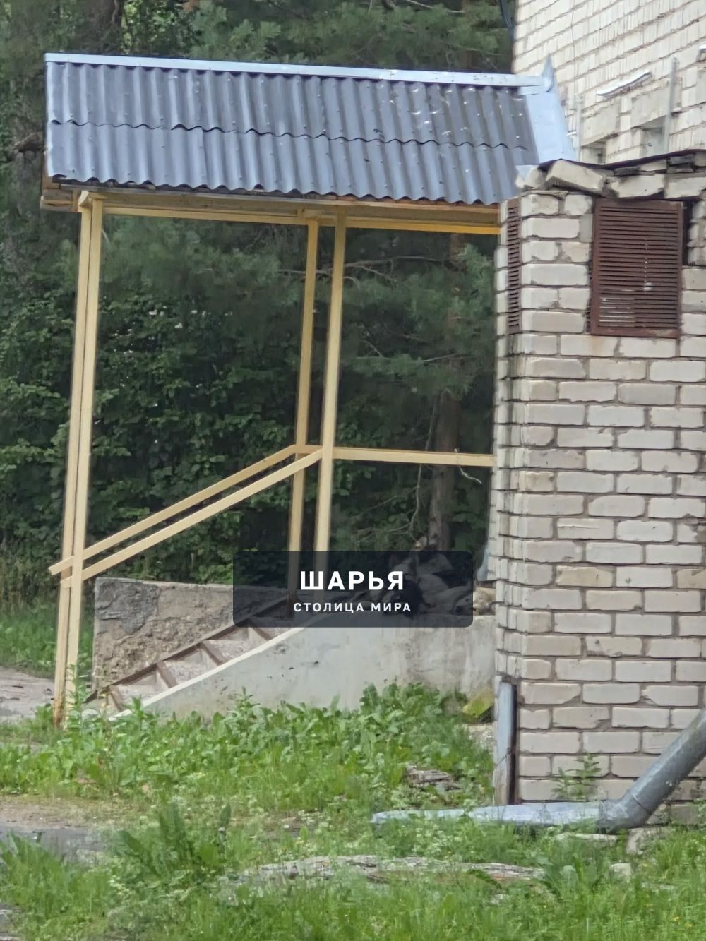 Уважаемая Администрация города Шарьи, когда вы соизволите отреагировать на проблему с отловом… — Шарья