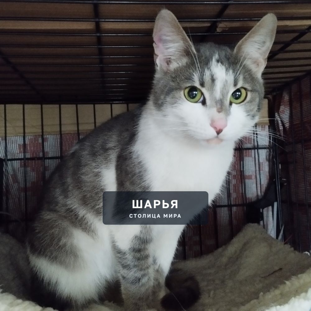 Котёнок- котик, подросток, возраст 8-9 мес. ласковый ручной, домашний- лучше не придумаешь! — Шарья — фото 3