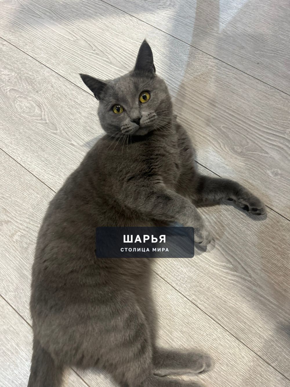 Шарьинцы, кто потерял чудесного кота? — Шарья