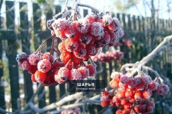 Ночные заморозки ударят по Шарье на выходных — Шарья