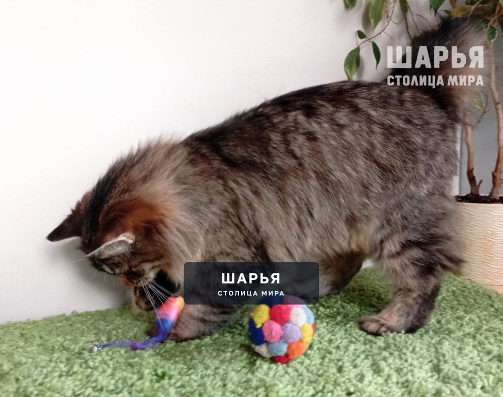 Знакомьтесь, котик Ерофей, Ерошенька, Ерошка! — Шарья — фото 4