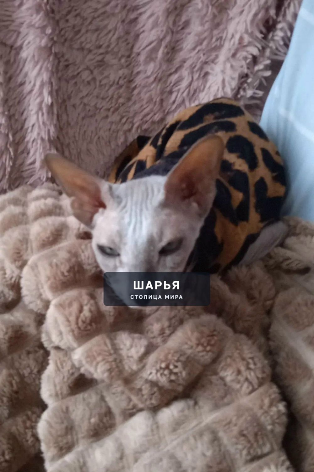 Чья потеряшка? Сфинкс. Находиться в п.Ветлужский ул,Чкалова д.8 — Шарья