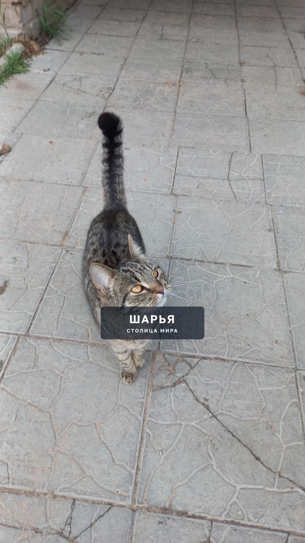 Кто потерял кошечку? Ищите 1 микрорайон д.29а — Шарья — фото 3