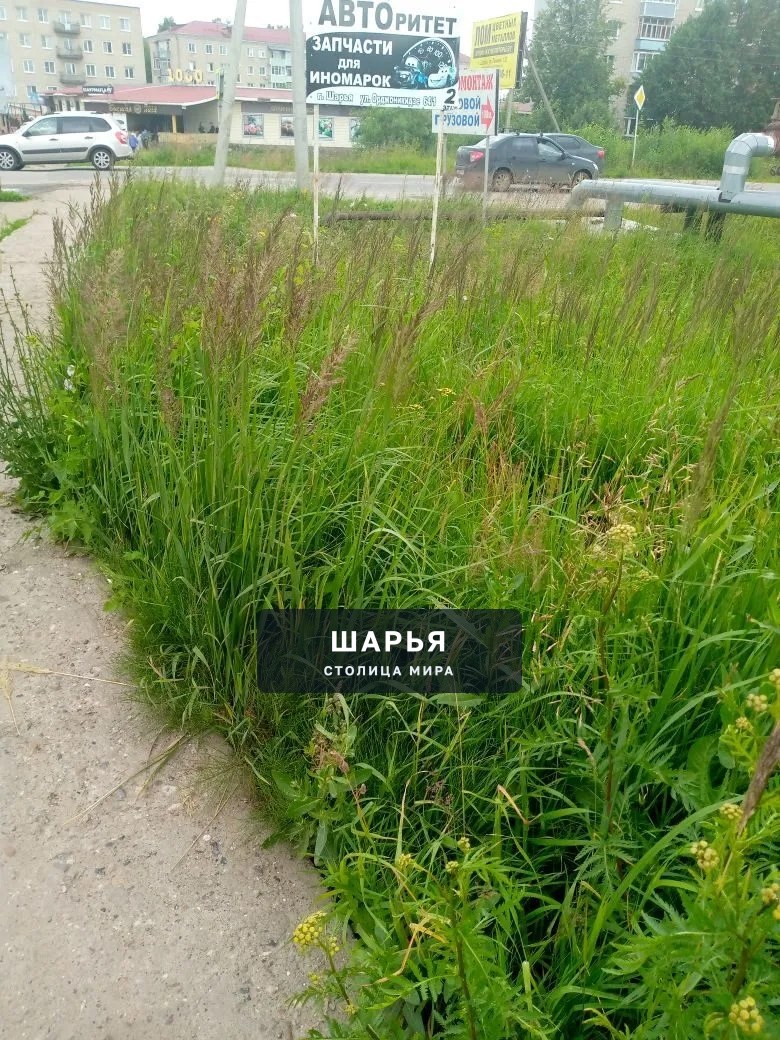 Здравствуйте. Хочу поделиться своим возмущением по поводу работы нашей администрации — Шарья — фото 3