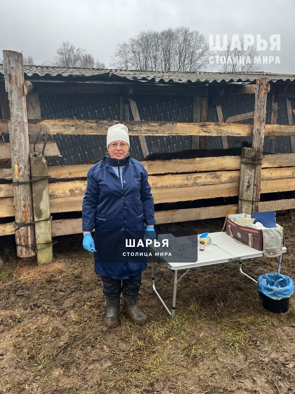 Ветеринары Шарьинской рай СББЖ продолжают вакцинацию крупного рогатого скота против бешенства — Шарья — фото 2
