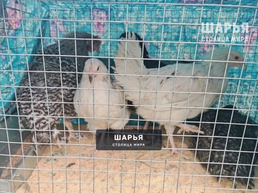 В Шарьинском районе вовсю проходят Пасхальные Ярмарки — Шарья — фото 3