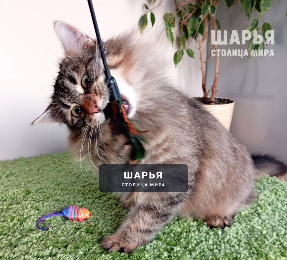 Знакомьтесь, котик Ерофей, Ерошенька, Ерошка! — Шарья — фото 5