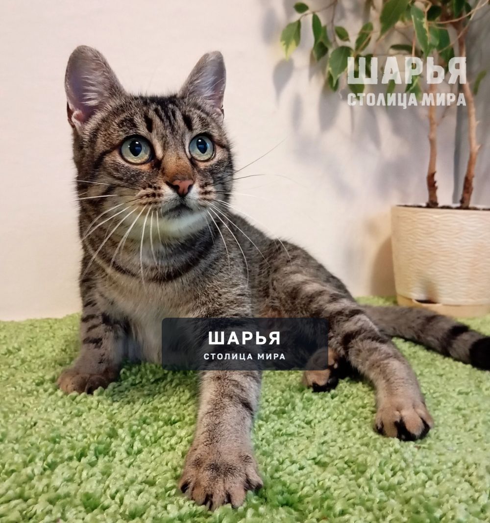 Вот такая тигровая красота в поисках своего человека! — Шарья — фото 2