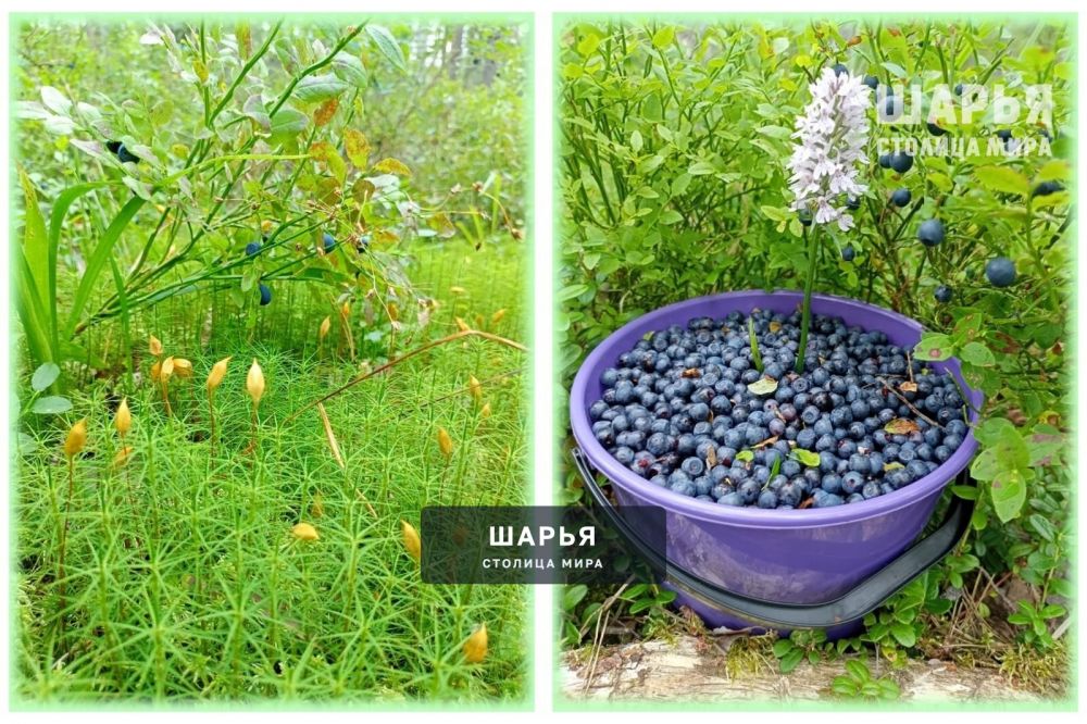 Черника в самом разгаре — Шарья