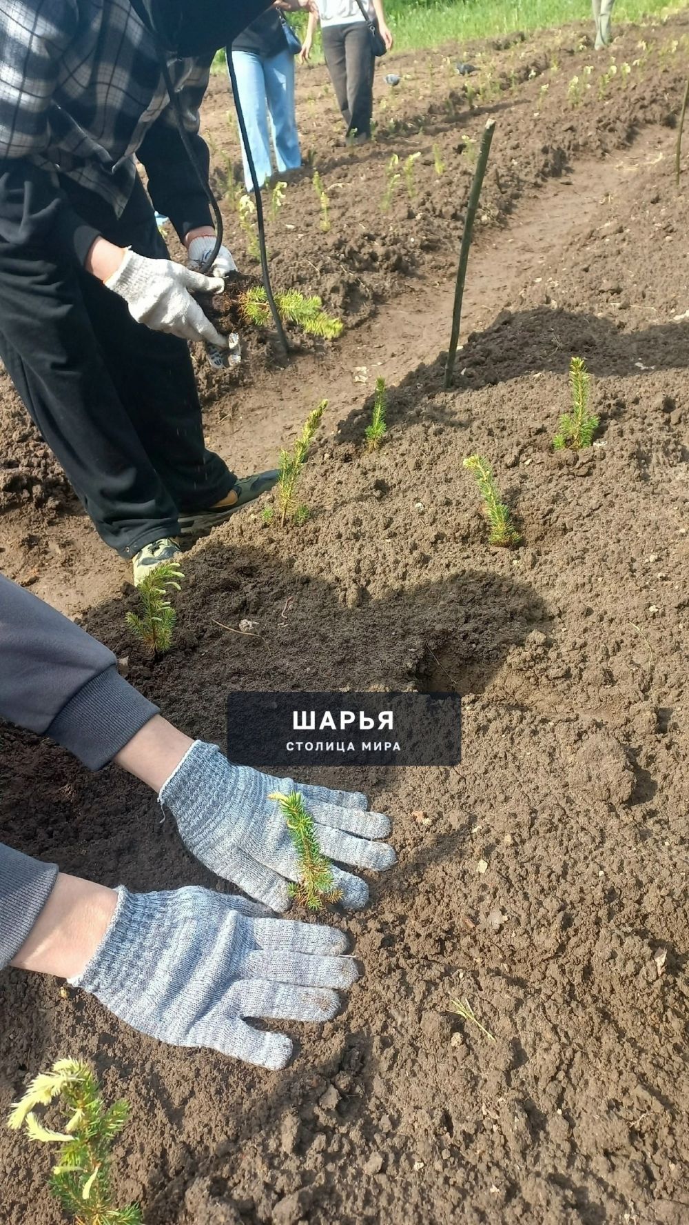 Шарьинская школа начала разрабатывать лесной питомник — Шарья — фото 5