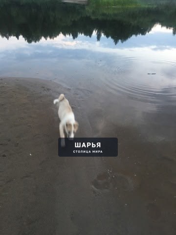 Пропал щенок лайки бело-коричневого раскраска 4-х месячный в районе поста ДПС, расположенного… — Шарья — фото 2