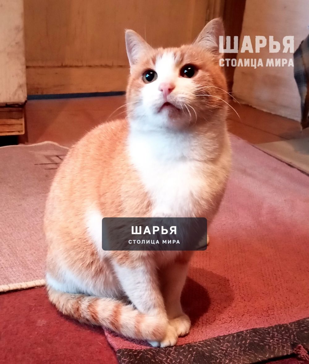 Ищем семью для котика Рыжика! — Шарья — фото 4