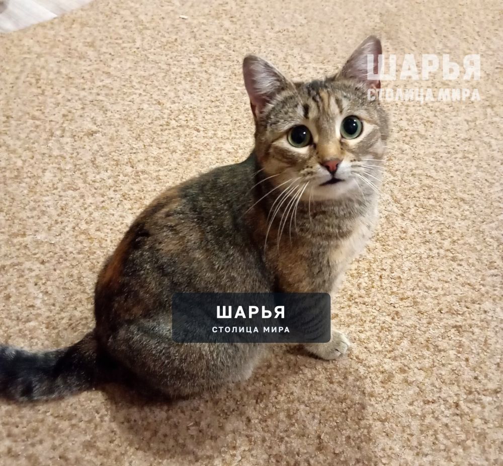 Это Зося. Самая скромная и спокойная кошечка! — Шарья — фото 7
