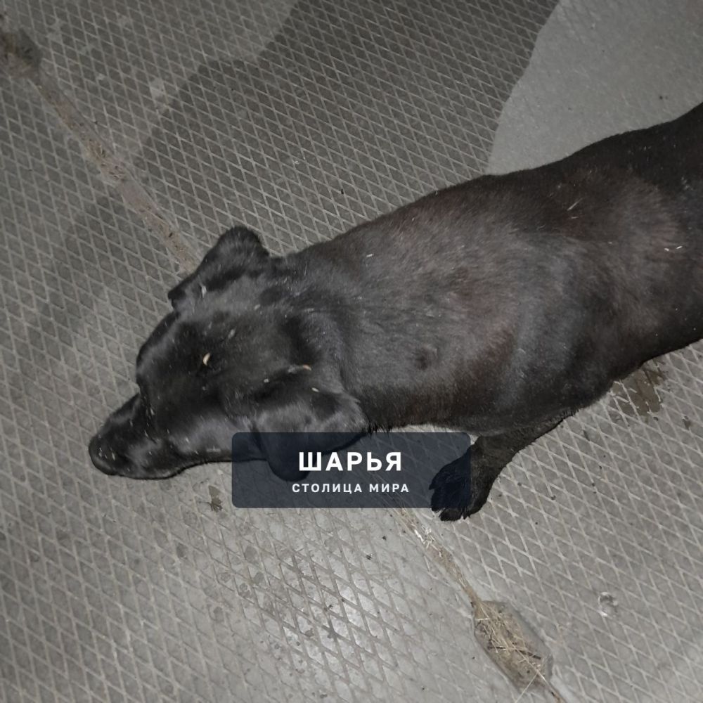 Сейчас на ул. Юбилейная встретила такое чудо — Шарья — фото 2