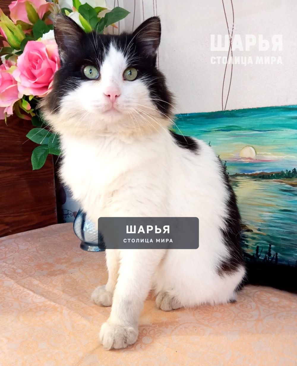 Кот Семён, в прошлом бродяга, жил на мусорных баках, ел что придется — Шарья — фото 6