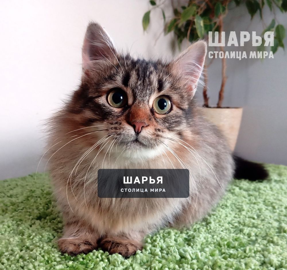 Знакомьтесь, котик Ерофей, Ерошенька, Ерошка! — Шарья