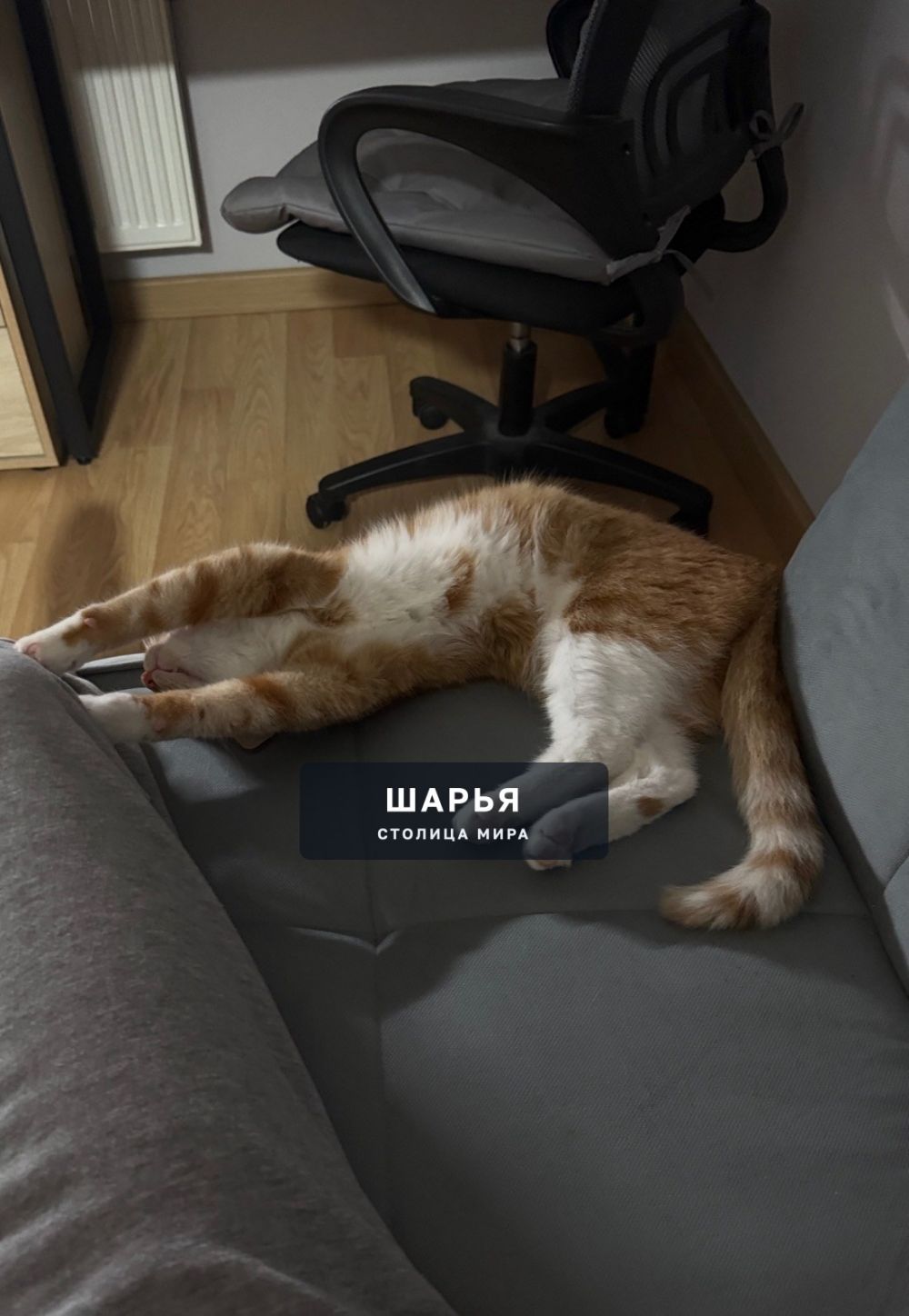 Не теряем надежды найти нашего Мотю — Шарья — фото 4