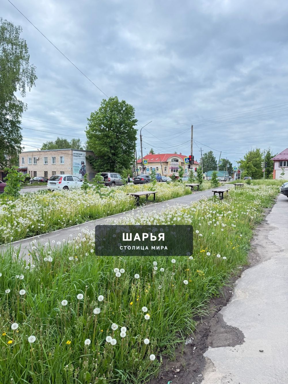 Когда в городе начнут косить? — Шарья — фото 3