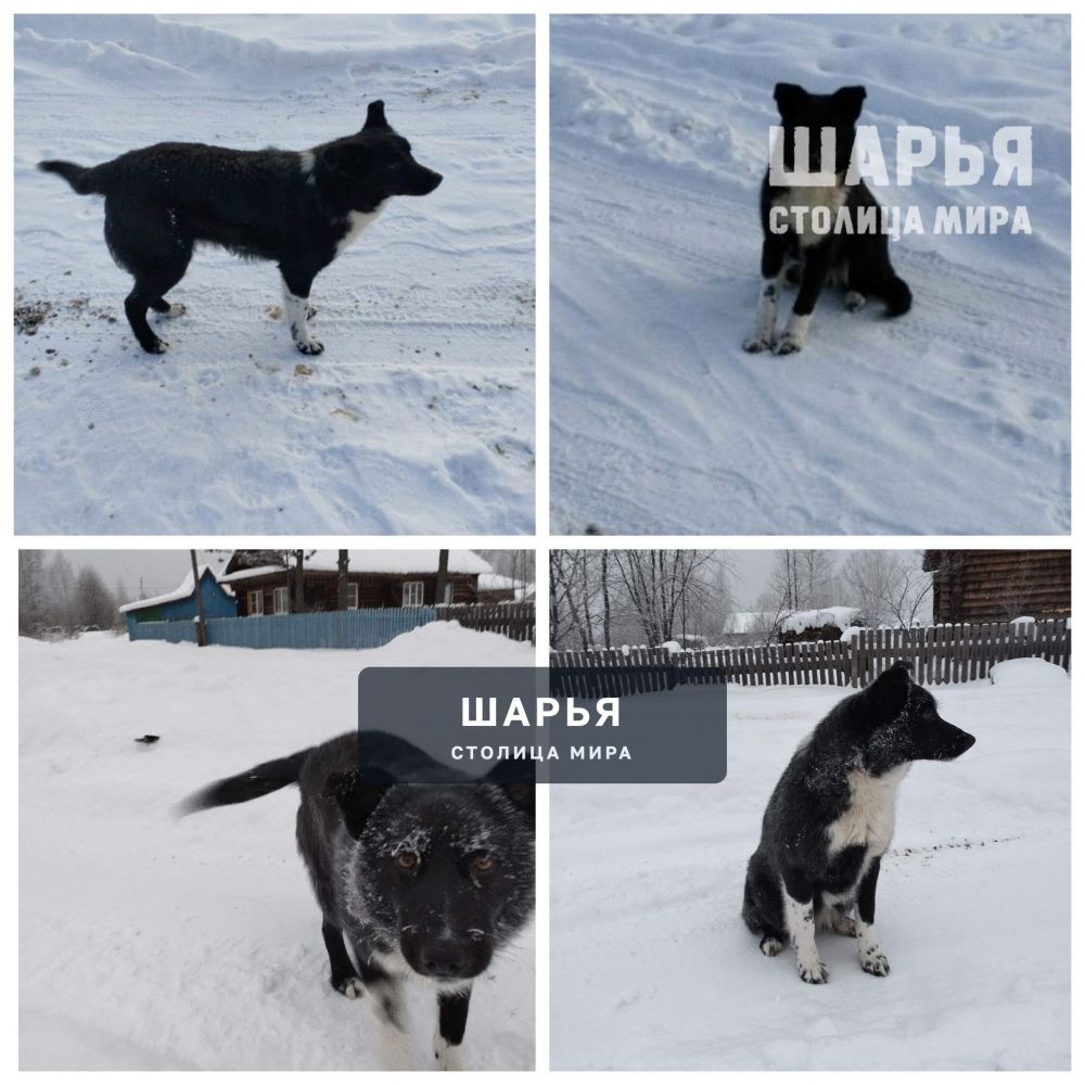 Собачка ЛЮСЯ ждёт своего человека! — Шарья