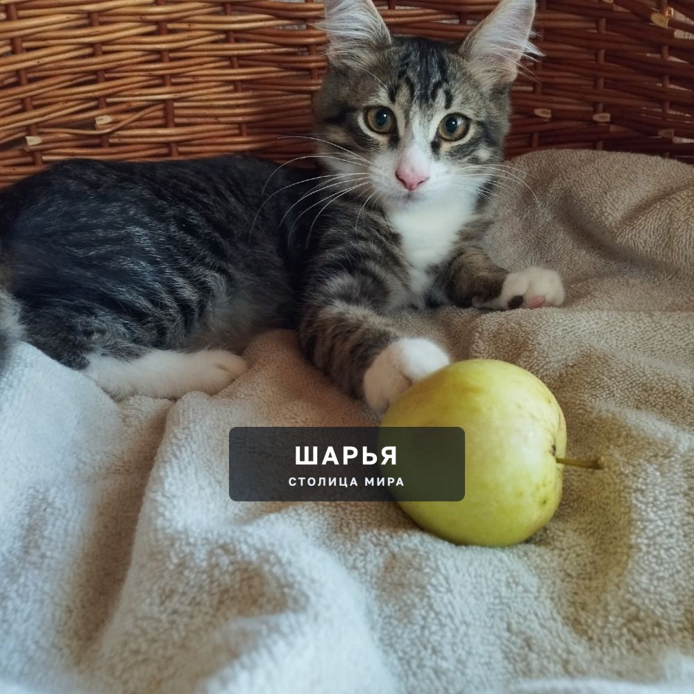 Красивый котёнок, котик, для доброго человека, для счастья — Шарья — фото 4