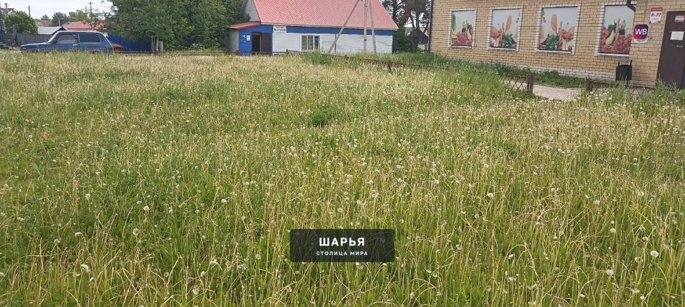 Сегодня почему-то обратила внимание на это не скошенное поле одуванчиков, хотя бываю там… — Шарья — фото 3