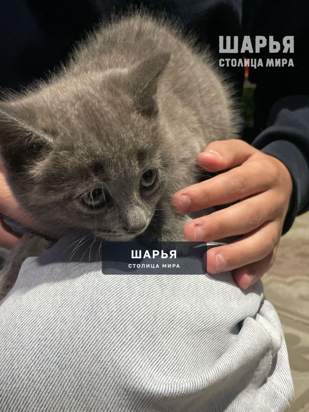 Пристроим котика в добрые руки от шотландской кошки, 1,5 месяца — Шарья — фото 2