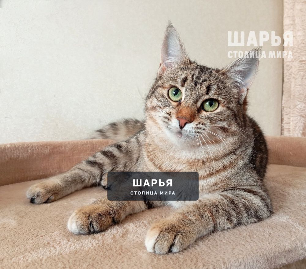 Маленькая кошечка Диночка! — Шарья — фото 5